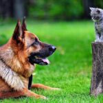 ԻՆՉՊԵ՞Ս ԿԵՐԱԿՐԵԼ ՇԱՆԸ / Ի՞ՆՉ ՊԵՏՔ Է ԼԻՆԻ ՇԱՆ ( ՇՆԵՐԻ ) ՍՆՆԴԱԿԱՐԳՈՒՄ / ՉՈՐ ԿԵՐ ԹԵ՞ ԹԱՑ ԿԵՐ