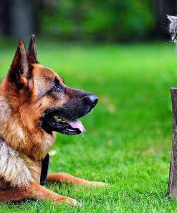 ԻՆՉՊԵ՞Ս ԿԵՐԱԿՐԵԼ ՇԱՆԸ / Ի՞ՆՉ ՊԵՏՔ Է ԼԻՆԻ ՇԱՆ ( ՇՆԵՐԻ ) ՍՆՆԴԱԿԱՐԳՈՒՄ / ՉՈՐ ԿԵՐ ԹԵ՞ ԹԱՑ ԿԵՐ