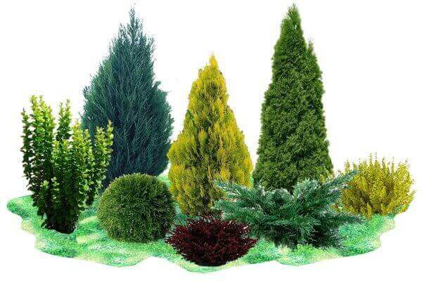 ՓՇԱՏԵՐԵՎ ԴԵԿՈՐԱՏԻՎ ԲՈՒՅՍԵՐ