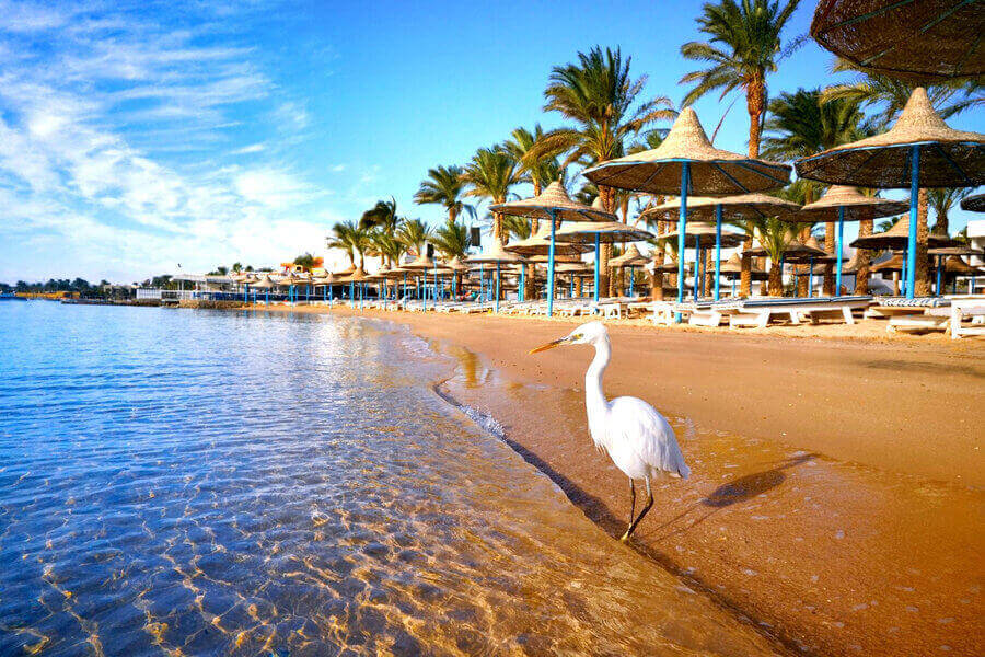 ՀՈՒՐԳԱԴԱ ՏՈՒՐ ( ԵԳԻՊՏՈՍ ) ՄԵԿՆԵԼՈՒ 8 ՊԱՏՃԱՌ / ԻՆՉՈՒ՞ ԸՆՏՐԵԼ ՀՈՒՐԳԱԴԱ ՏՈՒՐԵՐ - HURGADA TUR - TUR DEPI EGIPTOS