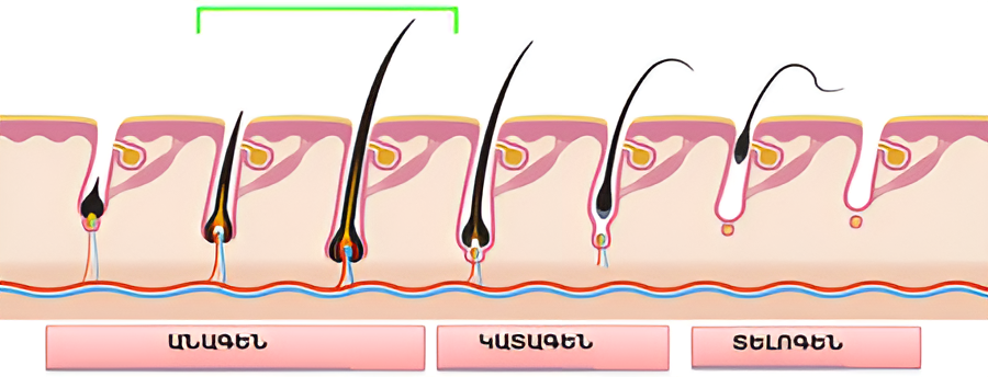 մազ - մազերի աճ