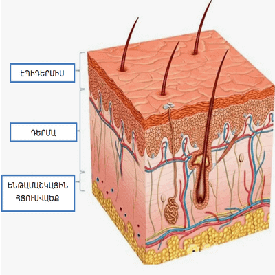 ՄԱՇԿԻ-ԿԱՌՈՒՑՎԱԾՔԸ-ՄԱՇԿ-ԷՊԻԴԵՐՄԻՍ-ԴԵՐՄԱ-DERMA-EPIDERMIS