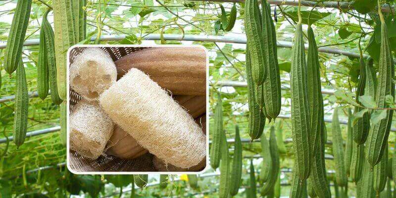 ՄԵՐՍՈՂ ՀԱԿԱՑԵԼՅՈՒԼԻՏԱՅԻՆ ՕՃԱՌ