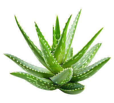ԱԼՈԵ ՎԵՐԱ ( ALOE VERA )  Ի՞ՆՉ ԲՈԻԺԻՉ ՀԱՏԿՈՒԹՅՈՒՆՆԵՐ ՈՒՆԻ ԱԼՈԵ ՎԵՐԱՆ