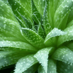 ԱԼՈԵ ՎԵՐԱ ( ALOE VERA )