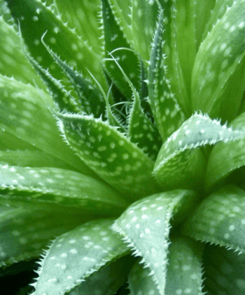 ԱԼՈԵ ՎԵՐԱ ( ALOE VERA )