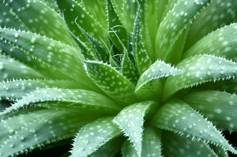 ԱԼՈԵ ՎԵՐԱ ( ALOE VERA )